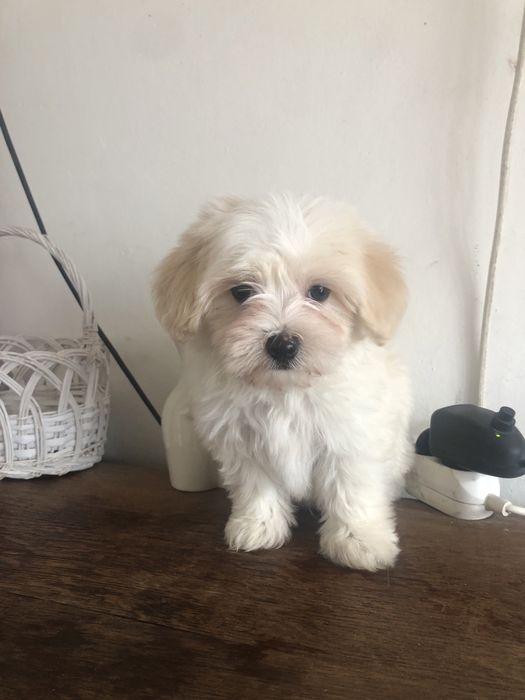Maltipoo piesek