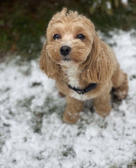 Vip мальтипушки міні