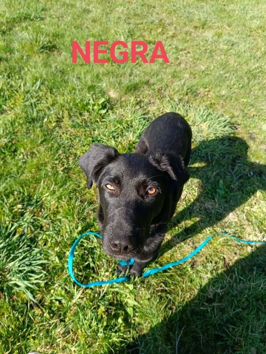 Pieski do adopcji