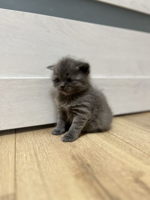 Шотландські кошенята Шотландские котята