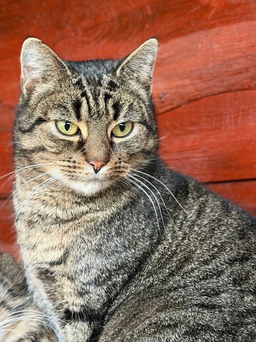 MANIA - spokojna, przytulaśna koteczka szuka domu