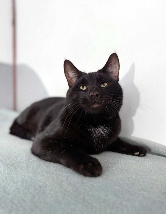 Krystek, puchaty, czarny kocurek