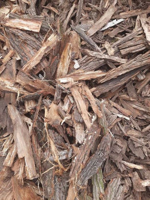 Kora dębowa ogrodowa