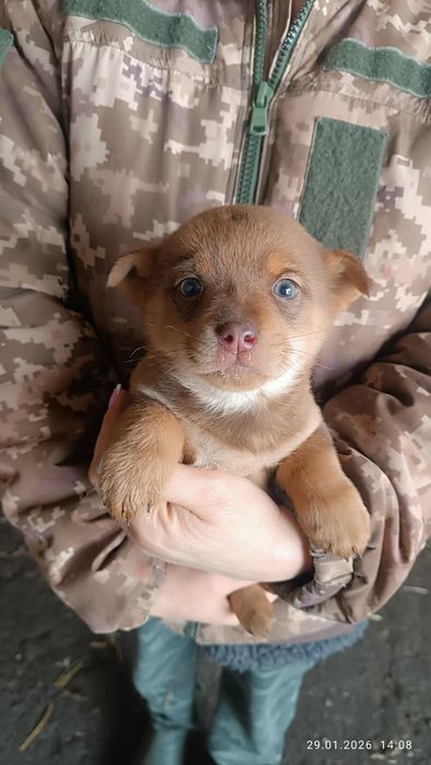 Віддам маленьке цуценя