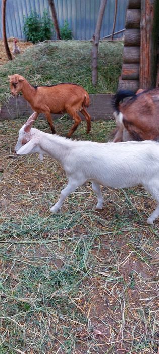 Кози породні альпійські, нубійські та інші