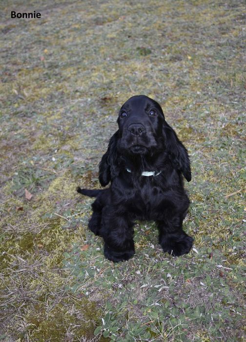 suczka  cocker spaniel angielski ZKwP