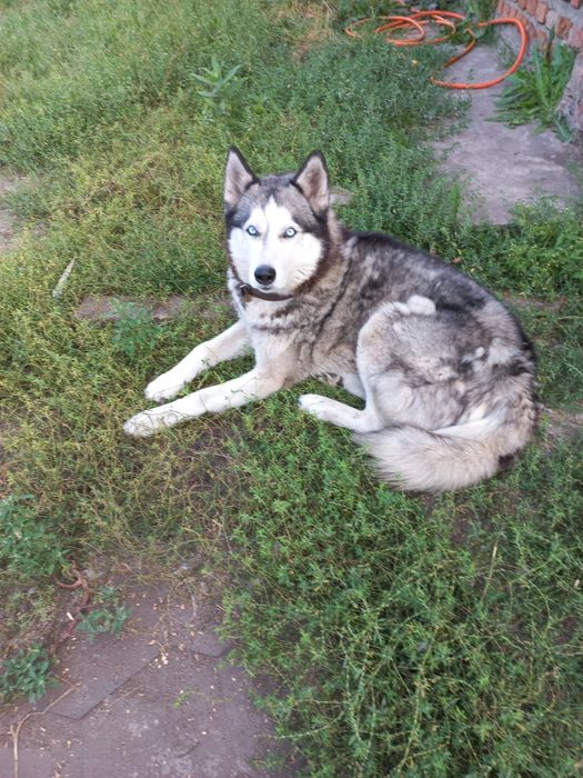 Опытный хаски вязка