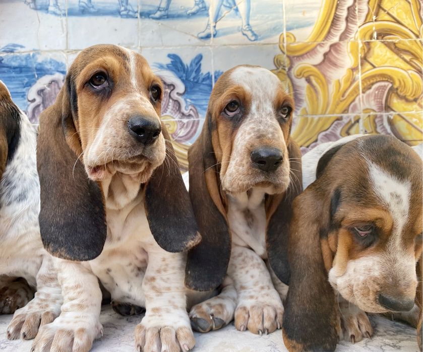 Basset Hound - pedigree e L.O.P.