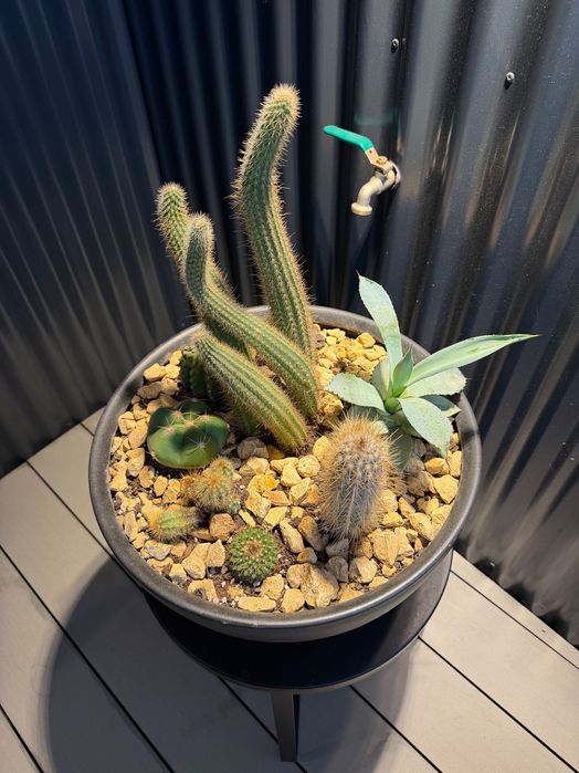 Vaso com cactos naturais