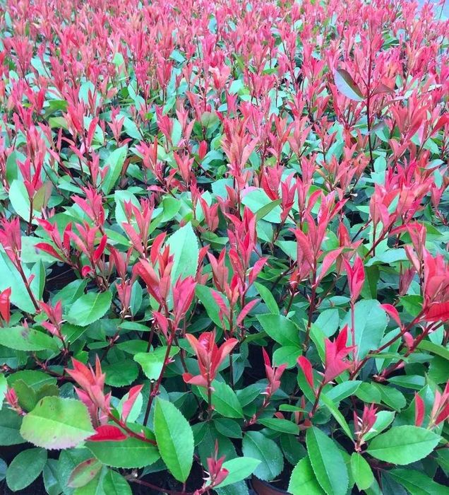 Głogownik red robin Photinia w doniczkach 30-40cm