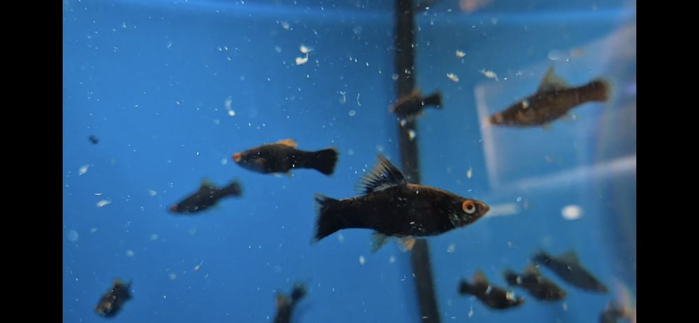 Mieczyk czarny widlak delta krajowy W-wa od Tapajos.eu