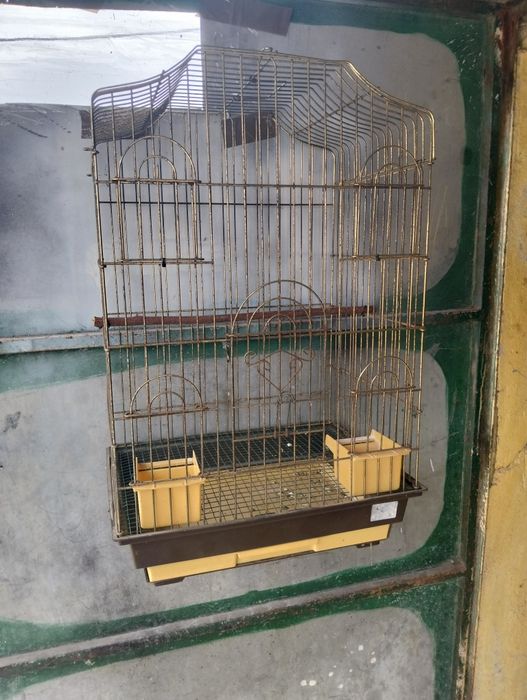 Vendo caturro e gaiola