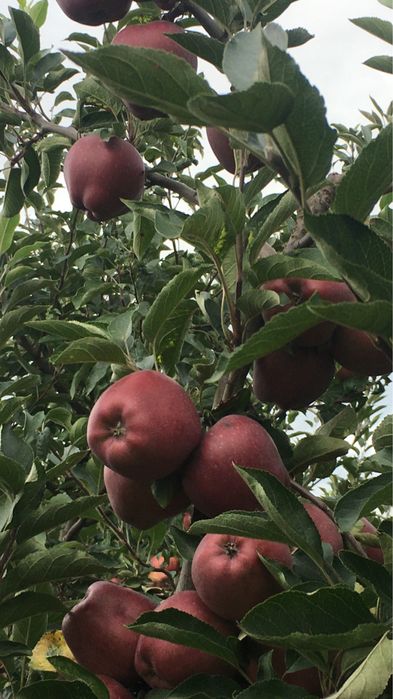 Саджанці екзотики і звичайні