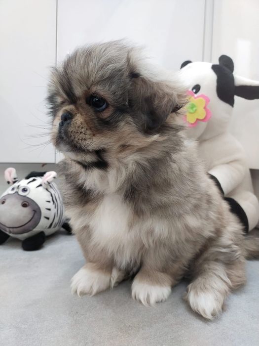 Pekińczyk szczeniak