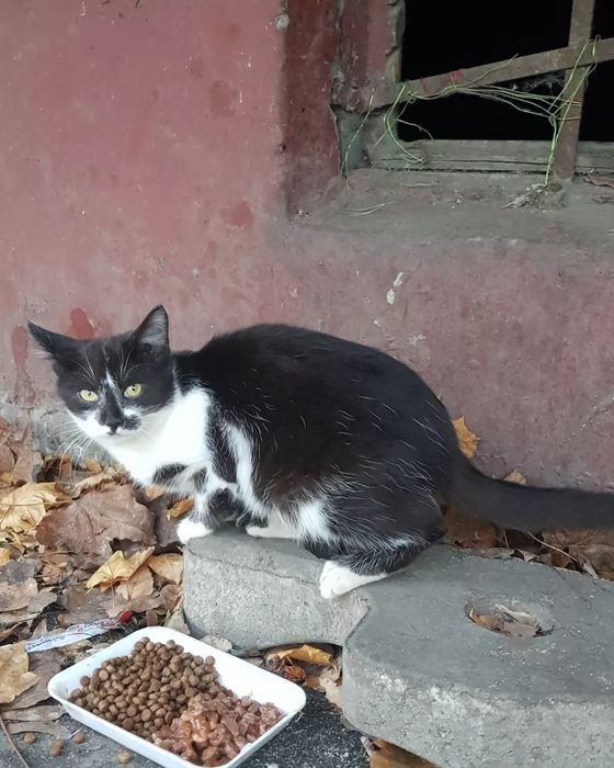 Отдам черно-белую кошку, 1 год