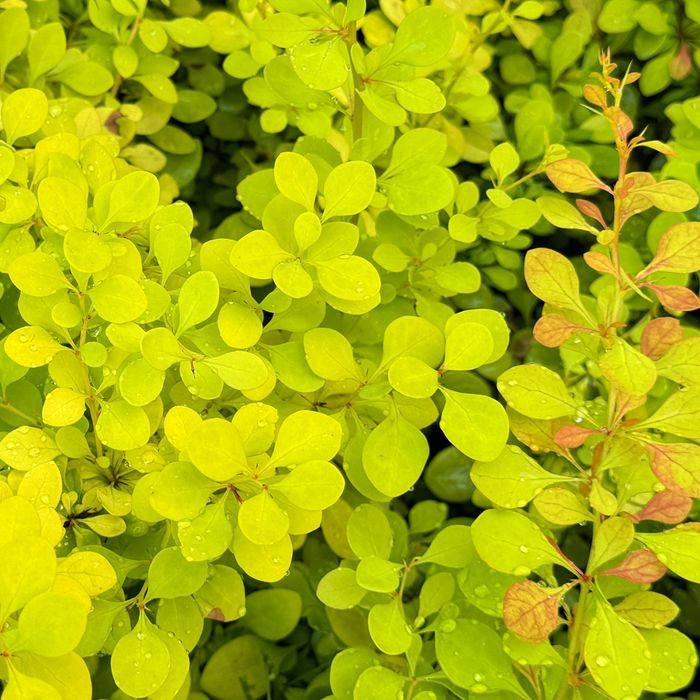 Berberys Thunberga 'Golden Carpet' Złoty Okrywowy (Berberis)