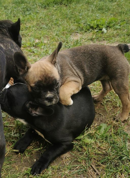 Buldog francuski