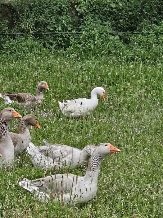 Gansos Toulouse e Sebastopol
