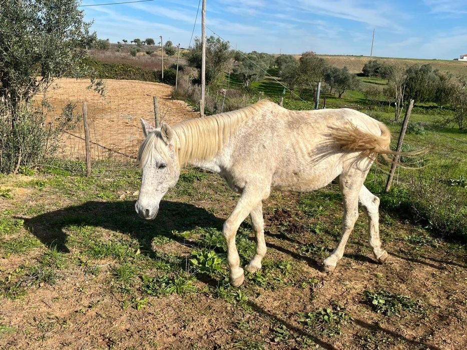 Cavalo muito manso montado