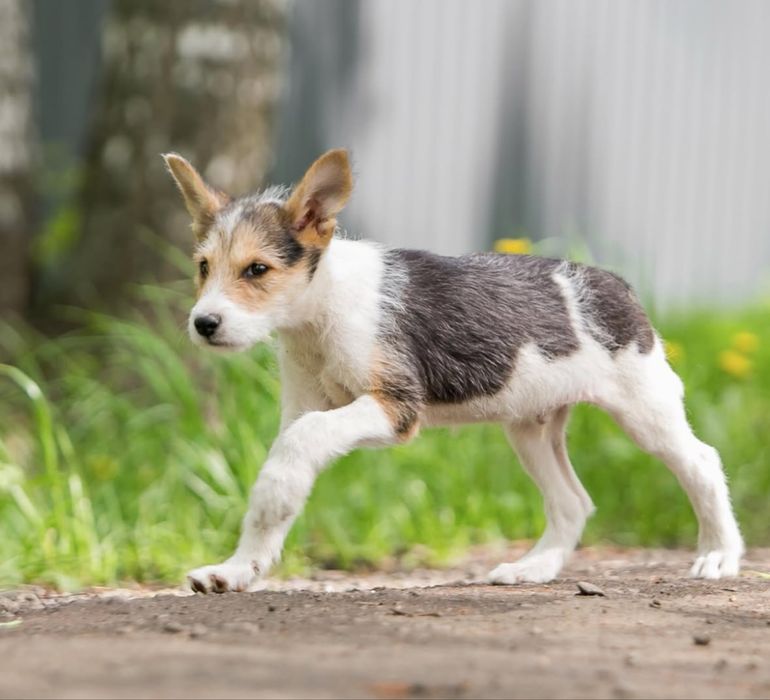 Цуценята безкоштовно