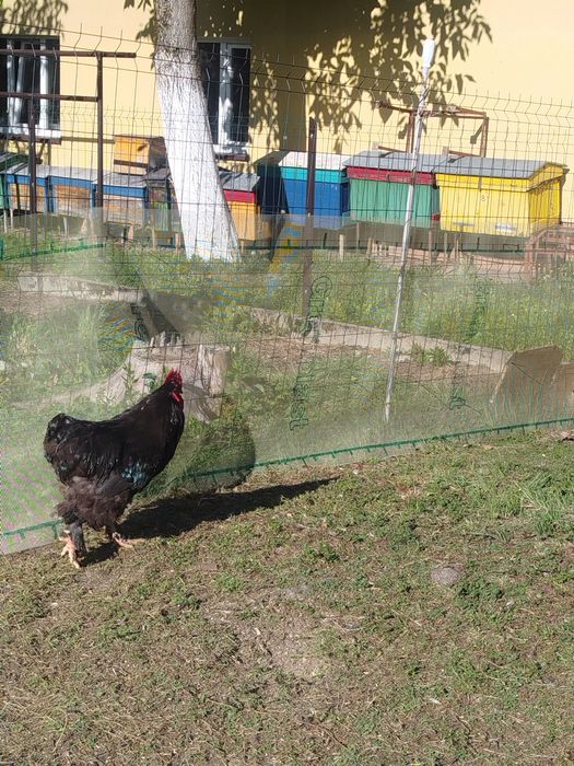 Mam do sprzedania dwa koguty  rasy kochin olbrzymi