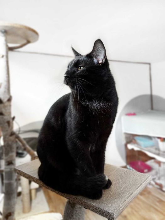 Krystek, puchaty, czarny kocurek