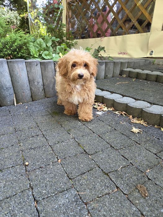 Sunia maltipoo maltańczyk & pudel