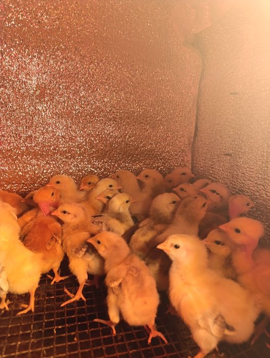 Продам курчат м'ясо яєчного кросу