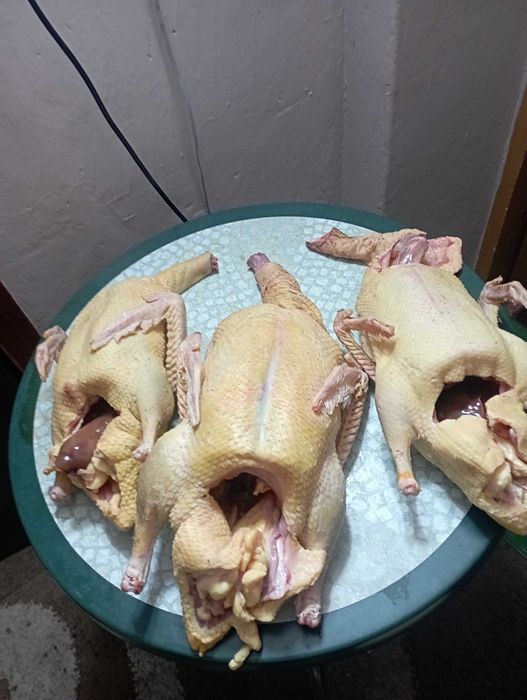 Mix Młodych : Kaczorów/Kaczek z WIOSNY 2025 r. Do Uboju /Chów