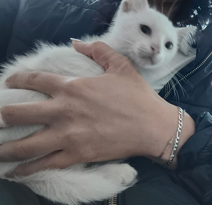 Gatinho para adoção