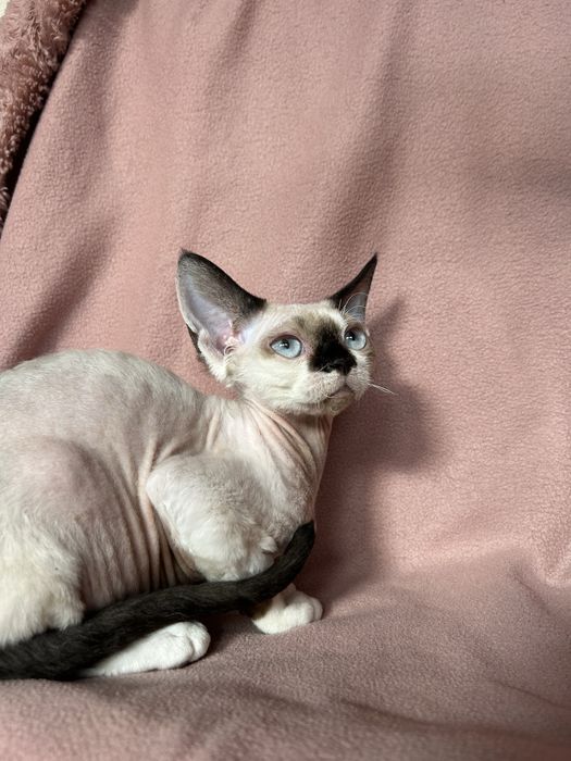 Devon Rex kociak