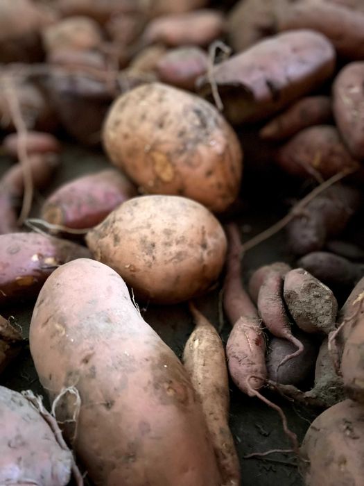 Batata-doce caseira - branca, laranja e roxa