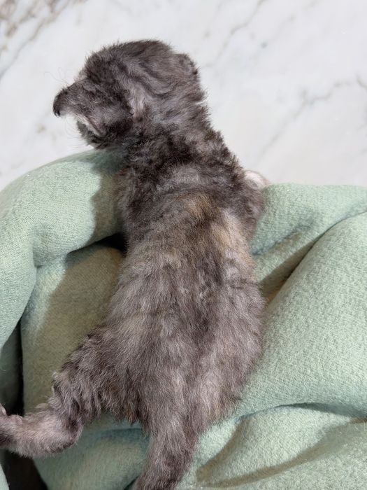 Devon rex tabby silver menina