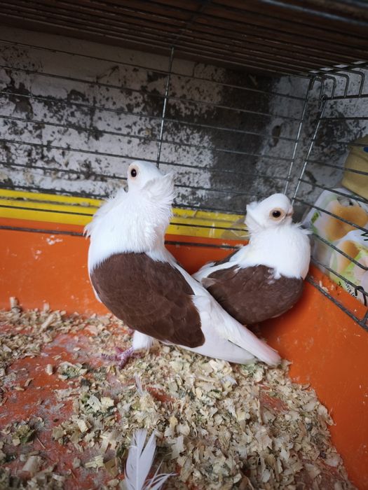 Mewka mewka newka Polska