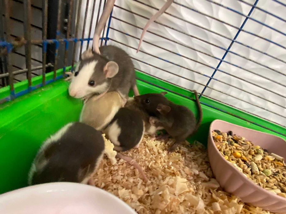 Декоративная крыса. В ассортименте