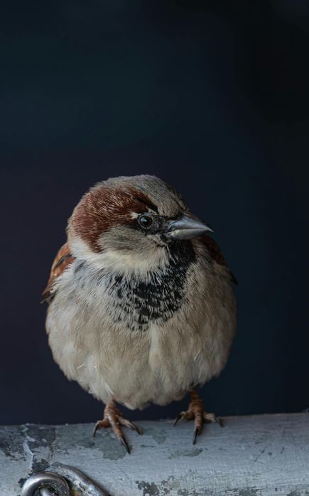 Ornitolog, dendrolog - ekspertyzy, opinie