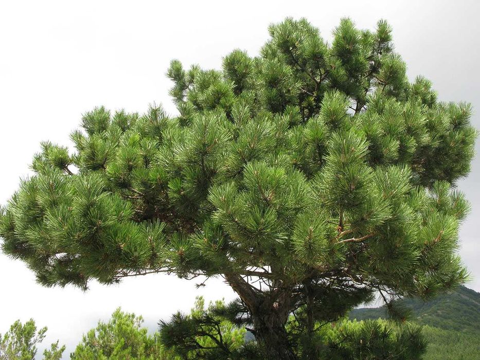 Сосна чорна (кримська) Pinus nigra в контейнерах 0,5-1 л.