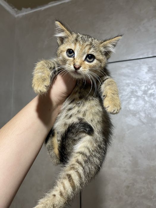 5 кошенят, яких викинули на смітник, шукають дім