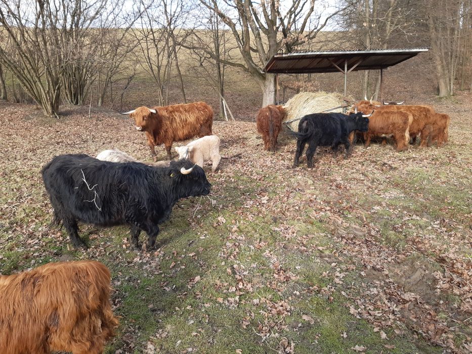 Bydło szkockie Highland