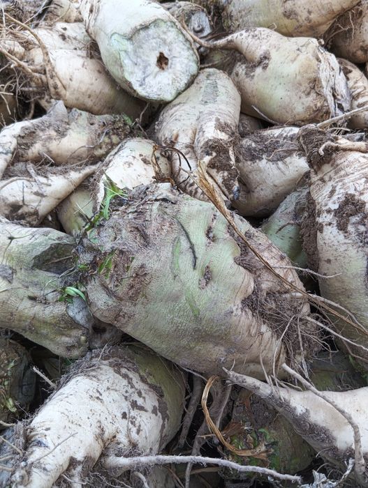 Sprzedam buraki pastewne