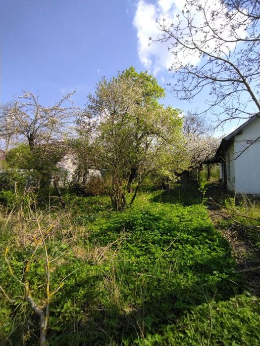 Будинок з земельною ділянкою