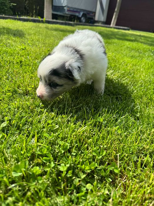 Border Collie – suczka blue merle o wyjątkowej urodzie!