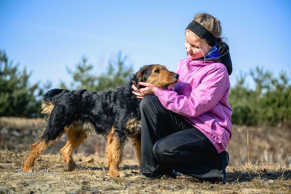 Walenty- młody mix teriera do adopcji