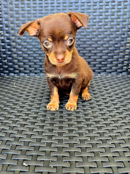 Chihuahua macho Cor Chocolate