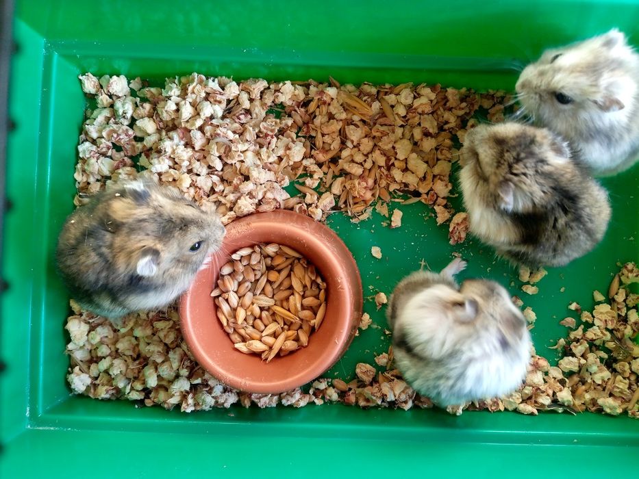 Джунгарский хомяк