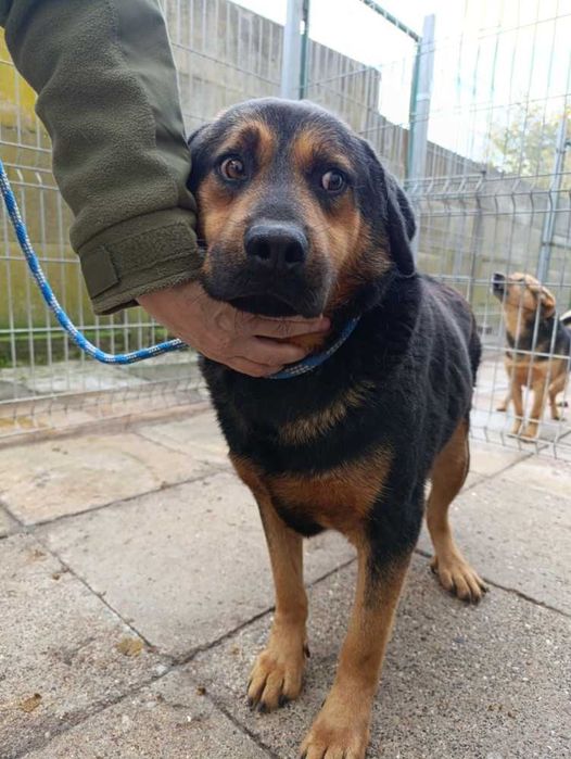 049394 Ballu do adopcji
