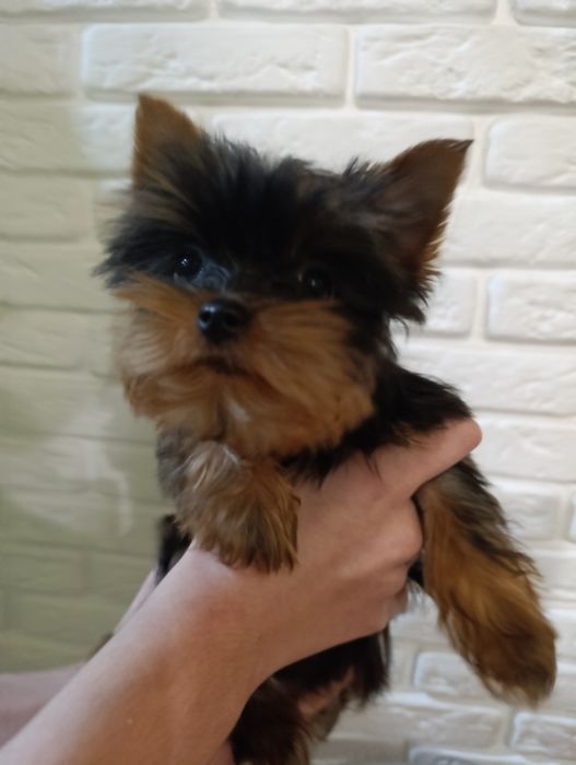 Мініатюрний хлопчик