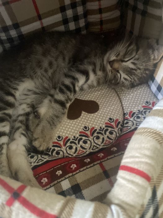 Шотланский веслоухий котик 2 месяца