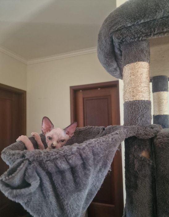 Gatinha sphynx olhos azuis