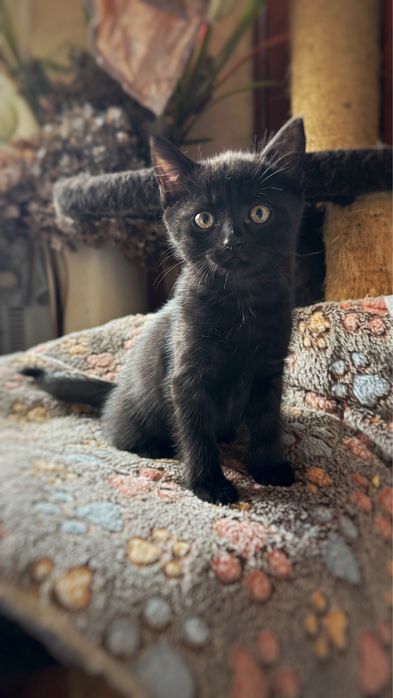 Милі кошенята Безкоштовно!